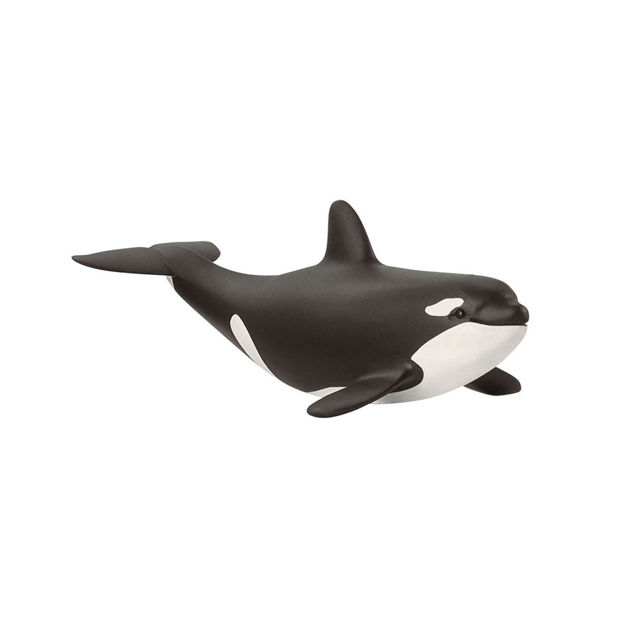 Φάλαινα Όρκα Μωρό
