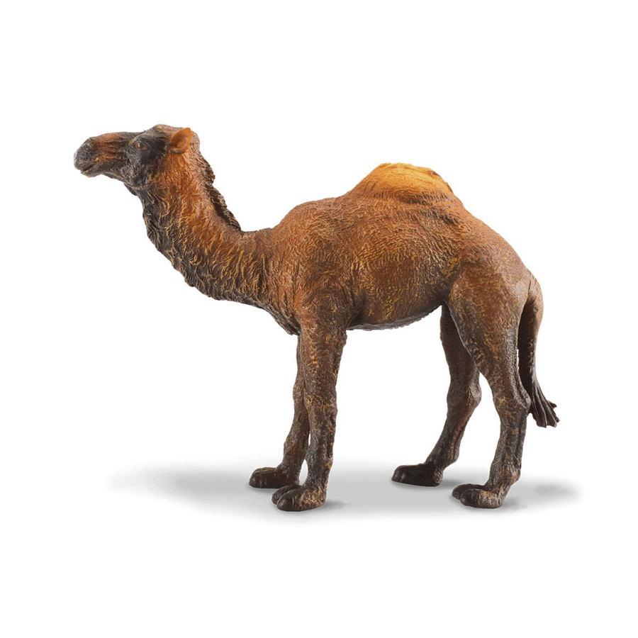 Δρομάδα Καμήλα