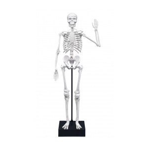 skeleton.2180.2