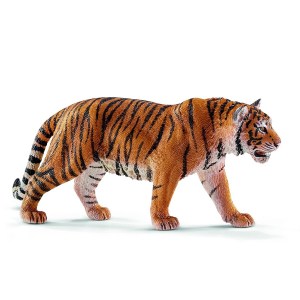 Αρσενικός-Τίγρης-SC14729